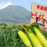 今が旬🌽採れたて【嶽きみ】入荷