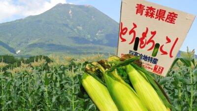 今が旬🌽採れたて【嶽きみ】入荷